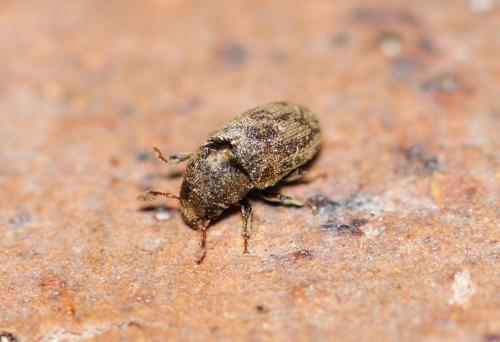 Réf. 320 599 : Hylesinus varius